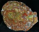 Brilliant Arizona Petrified Wood (Araucarioxylon) Slab - #28306-1